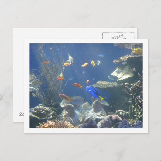 熱帯魚 ポストカード (正面/裏面)