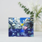 熱帯魚 ポストカード (スタンド正面)
