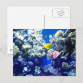 熱帯魚 ポストカード (正面/裏面)