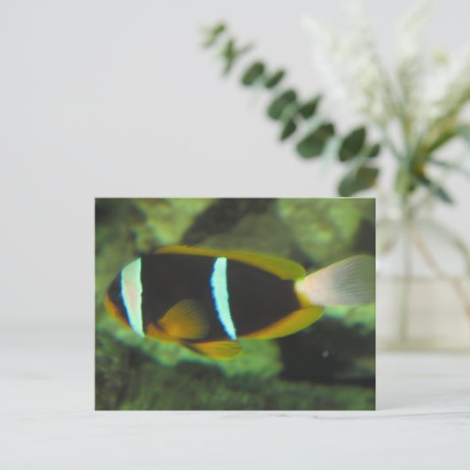 熱帯魚 ポストカード (スタンド正面)