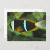 熱帯魚 ポストカード (正面/裏面)