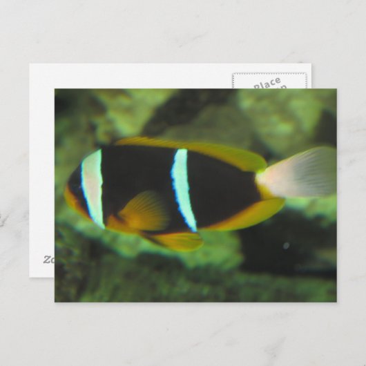 熱帯魚 ポストカード (正面/裏面)