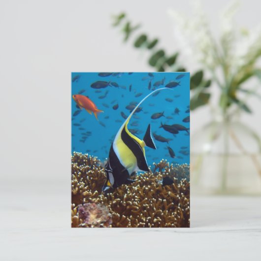 熱帯魚 ポストカード (スタンド正面)