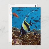 熱帯魚 ポストカード (正面/裏面)