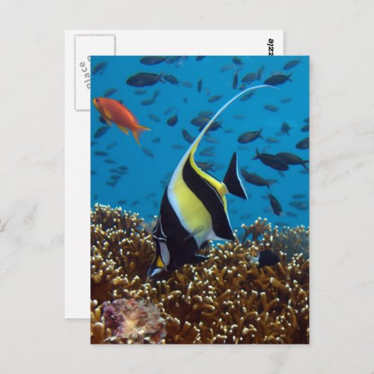 熱帯魚 ポストカード (正面/裏面)