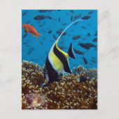 熱帯魚 ポストカード (正面)