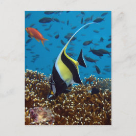 熱帯魚 ポストカード