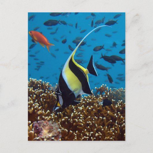 熱帯魚 ポストカード (正面)