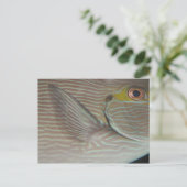 熱帯魚 ポストカード (スタンド正面)