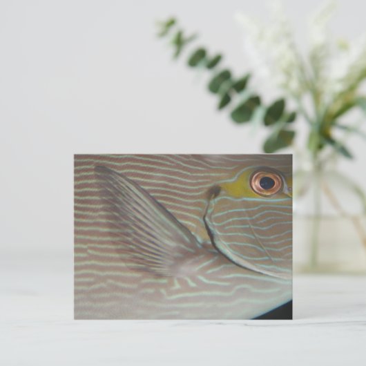 熱帯魚 ポストカード (スタンド正面)