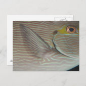 熱帯魚 ポストカード (正面/裏面)