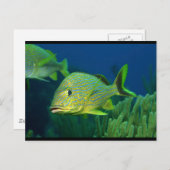 熱帯魚 ポストカード (正面/裏面)