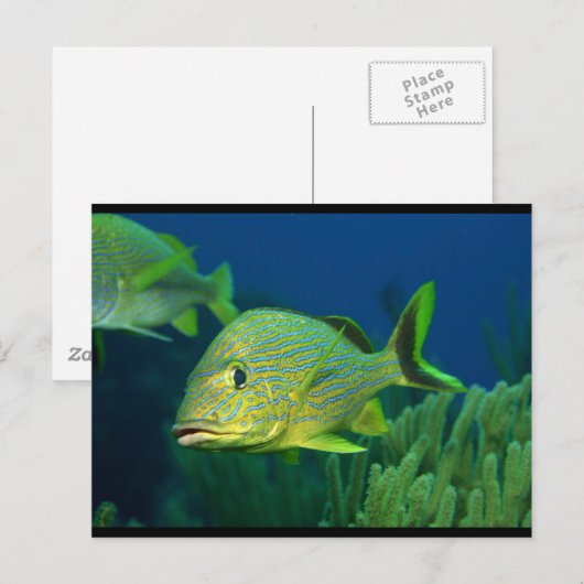 熱帯魚 ポストカード (正面/裏面)
