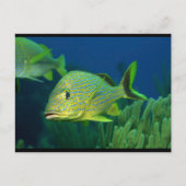 熱帯魚 ポストカード (正面)