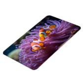 熱帯魚 マグネット (左側)