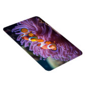 熱帯魚 マグネット (右側)