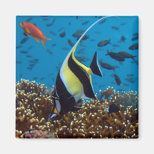 熱帯魚 マグネット (正面)