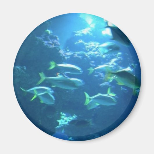 熱帯魚 マグネット (正面)