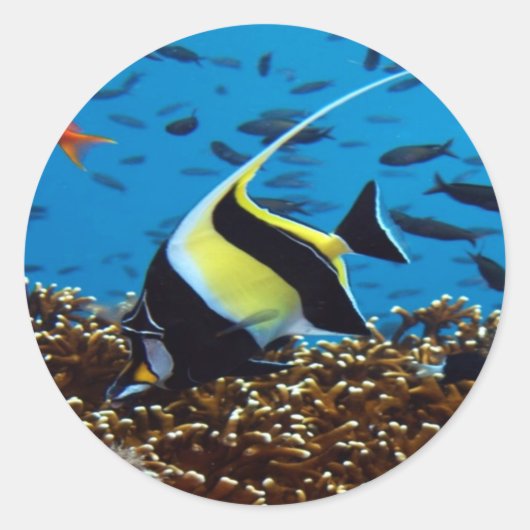 熱帯魚 ラウンドシール (正面)