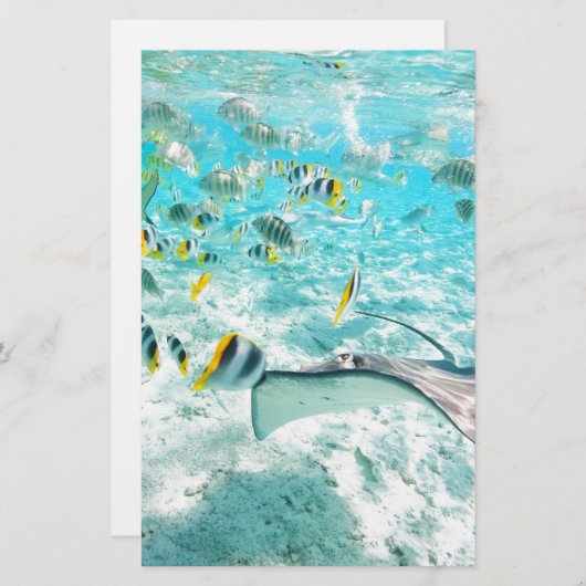 熱帯魚 便箋 (正面/裏面)