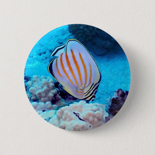 熱帯魚 缶バッジ (正面)