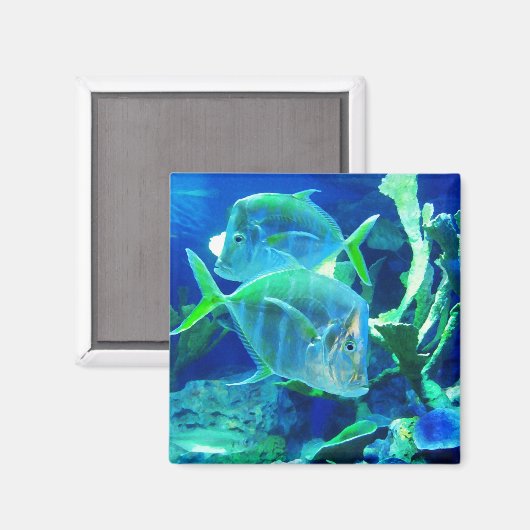 熱帯魚（青） マグネット (正面/裏面)