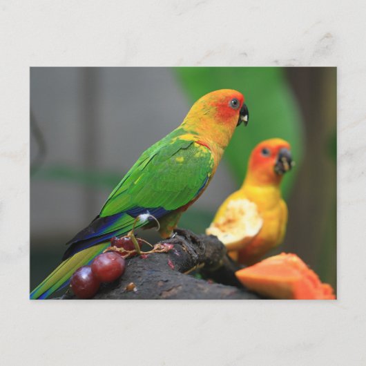 熱帯鳥はがき ポストカード (正面)