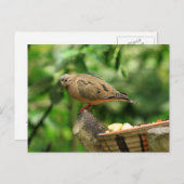 熱帯鳥はがき ポストカード (正面/裏面)