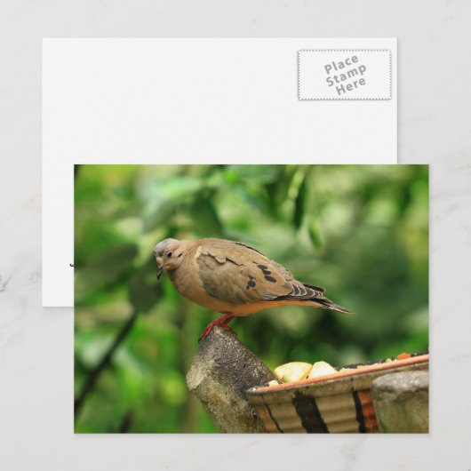 熱帯鳥はがき ポストカード (正面/裏面)