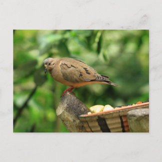 熱帯鳥はがき ポストカード