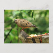 熱帯鳥はがき ポストカード (正面)