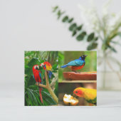 熱帯鳥はがき ポストカード (スタンド正面)