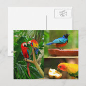 熱帯鳥はがき ポストカード (正面/裏面)