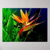 熱帯鳥 ポスター (正面)