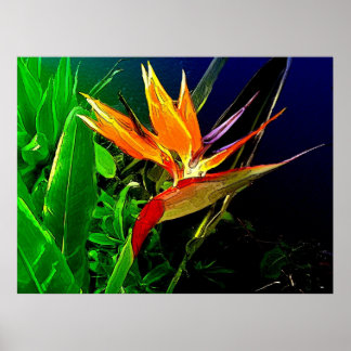 熱帯鳥 ポスター