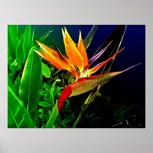 熱帯鳥 ポスター (正面)