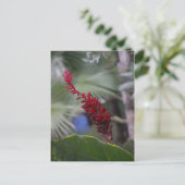 熱帯 ポストカード (スタンド正面)