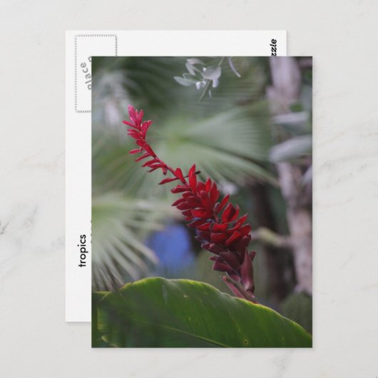 熱帯 ポストカード (正面/裏面)
