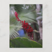 熱帯 ポストカード (正面)