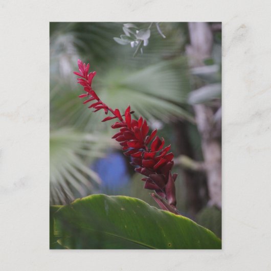 熱帯 ポストカード (正面)