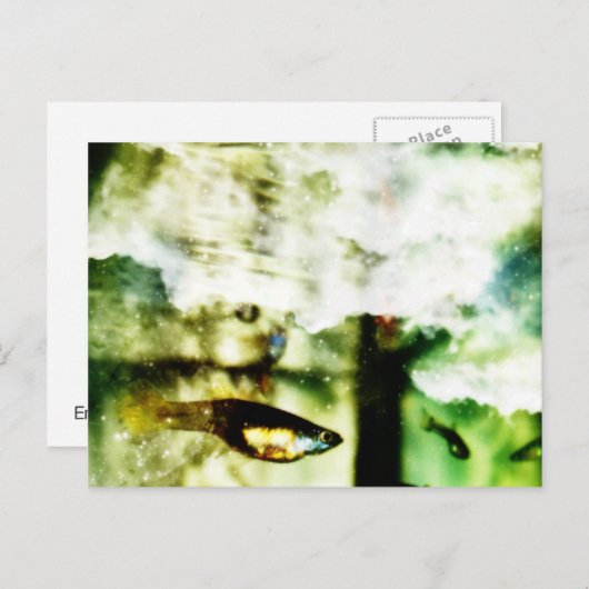 熱帯 ポストカード (正面/裏面)