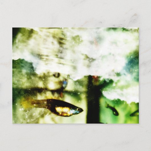 熱帯 ポストカード (正面)