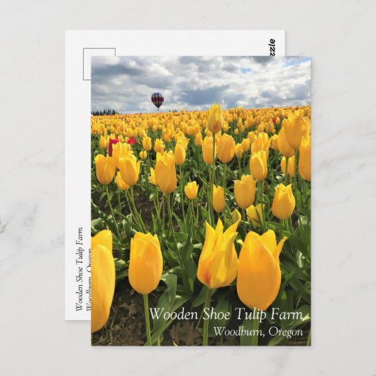 熱気球はがき付き黄色のチューリップフィールド ポストカード (正面/裏面)