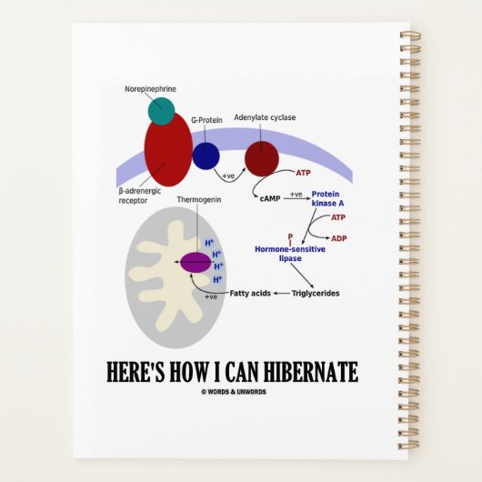 熱産生を休止する方法は次の通り プランナー手帳 (裏面)