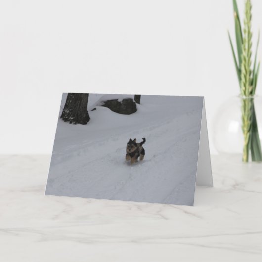 熱血で断固としたな子犬カード シーズンカード (正面)