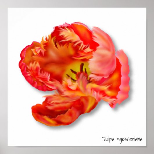 燃えるオレンジのオウムのチューリップデジタルアート ポスター (正面)