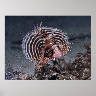 燃え尽きた ポスター