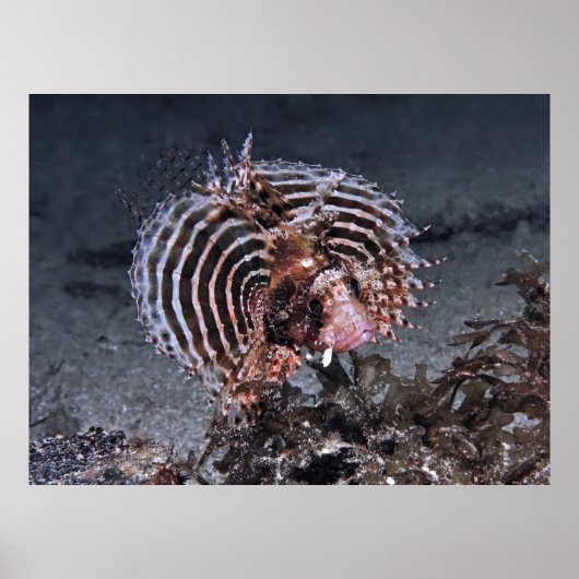 燃え尽きた ポスター (正面)