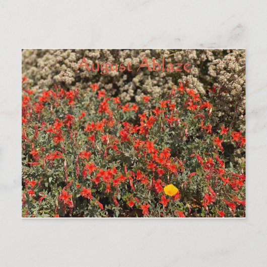 燃威厳があるえ ポストカード (正面)