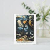 燐光性動物ヴィンテージ葉書 ポストカード (スタンド正面)